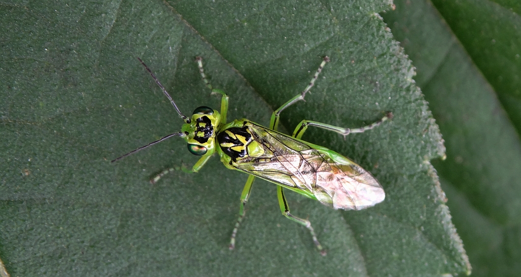 Szczerbatek zielony (Rhogogaster viridis)