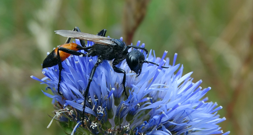 Piaśnica czarnoruda (Podalonia hirsuta)