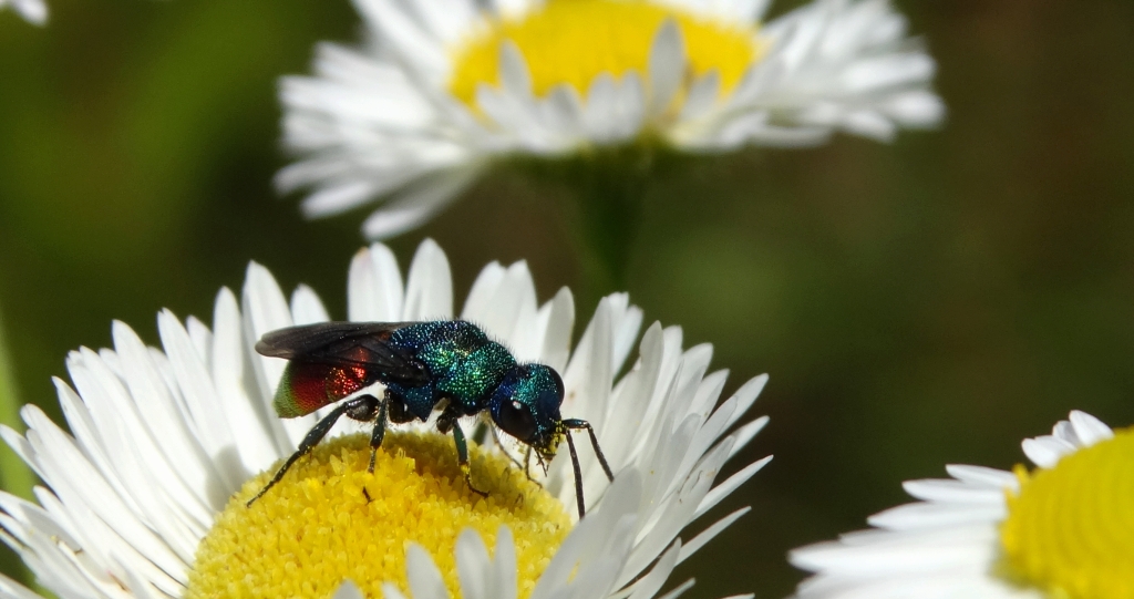 Złotolitka ognista (Chrysis ignita)