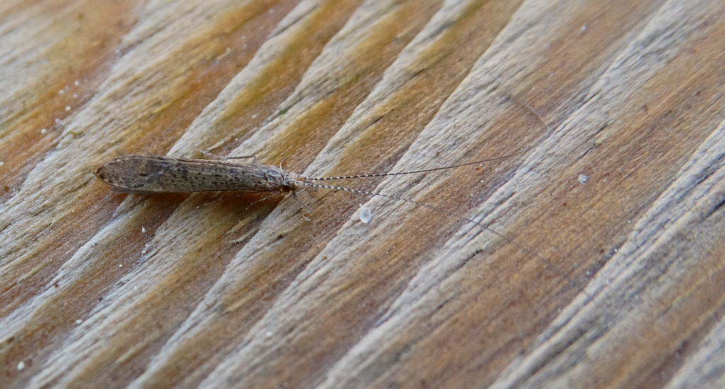 Chruścik - Leptocerus tineiformis