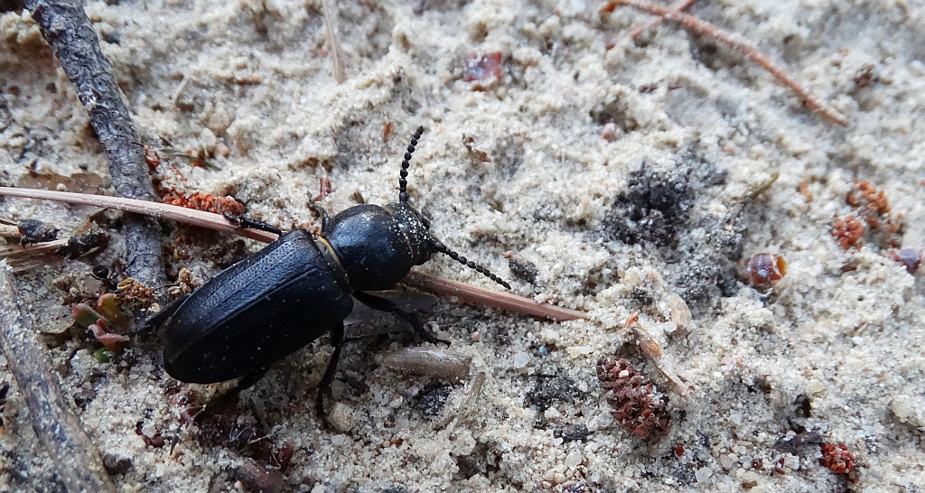 Kłopotek czarny (Spondylis buprestoides)