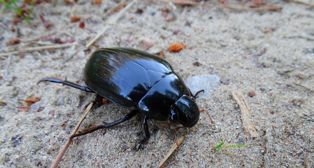 Kałużnica czarna (Hydrophilus aterrimus)