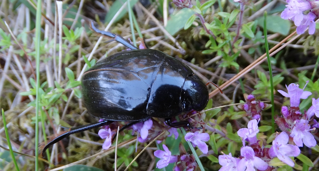 Kałużnica czarna (Hydrophilus aterrimus)