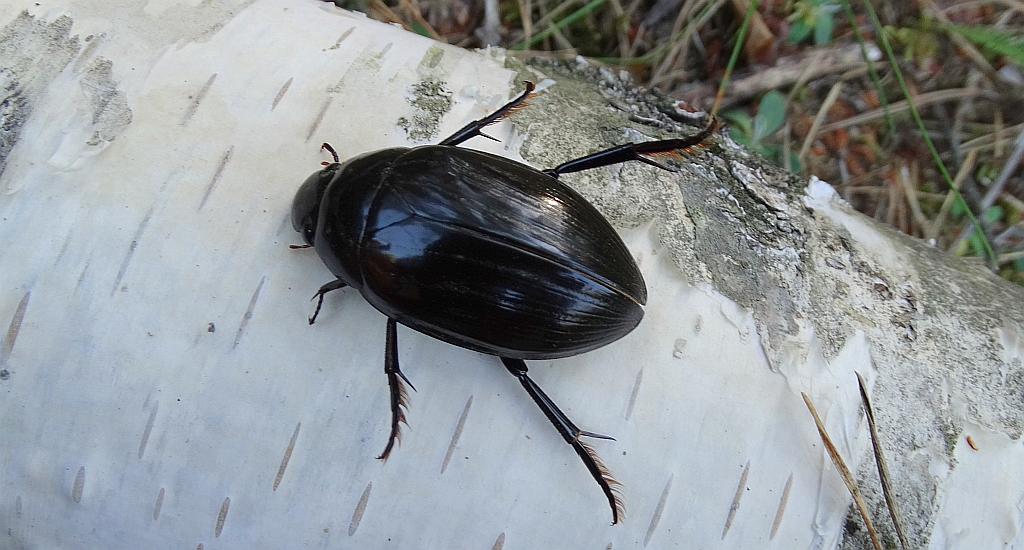 Kałużnica czarna (Hydrophilus aterrimus)