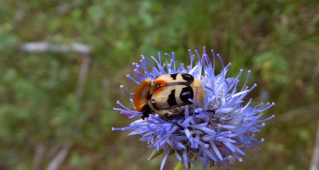 Orszoł prążkowany (Trichius fasciatus)