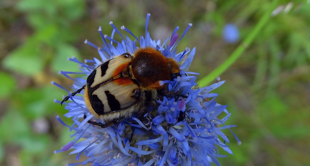 Orszoł prążkowany (Trichius fasciatus)