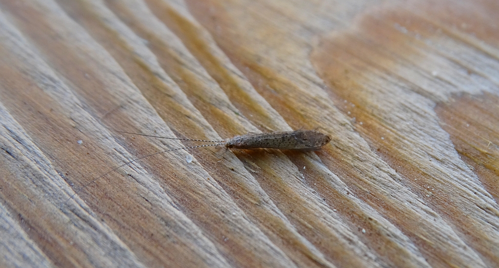 Chruścik - Leptocerus tineiformis