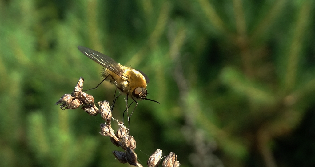 Bujanka większa (Bombylius major)