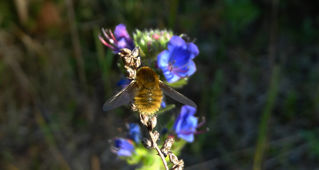 Bujanka większa (Bombylius major)