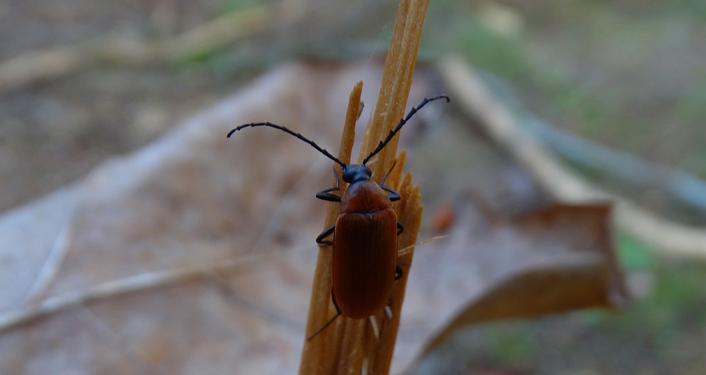 Wyruta karmazynowa (Pseudocistela ceramboides)