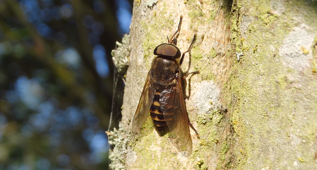Giez bydlęcy (Hypoderma bovis)