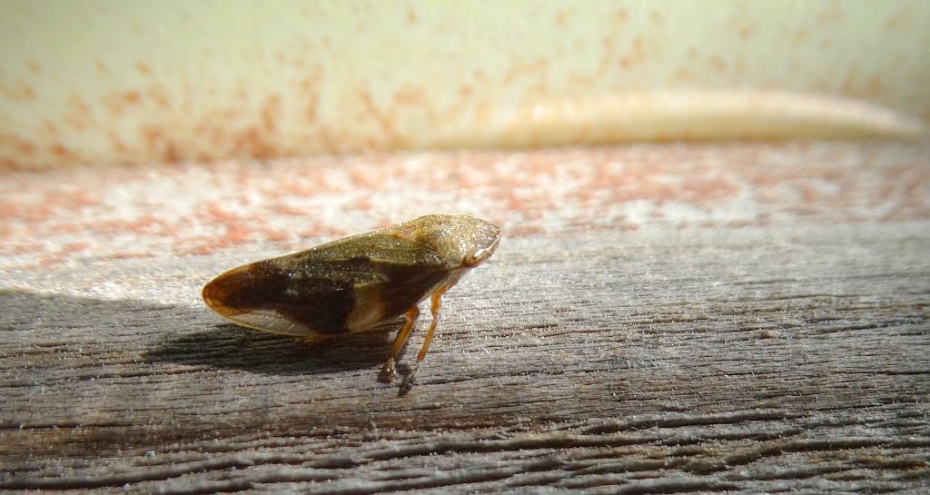 Pienik ślinianka (Philaenus spumarius)