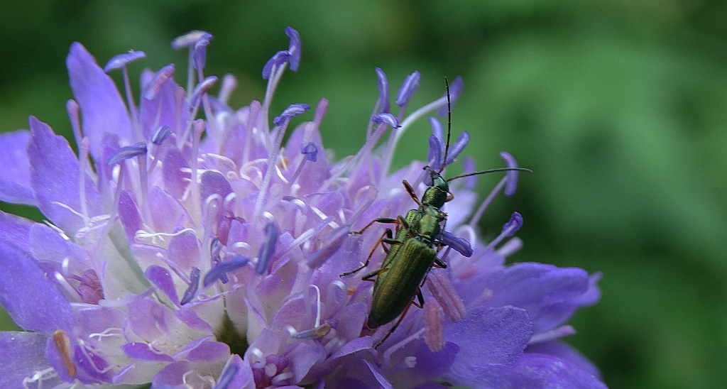 Chrysanthia geniculata