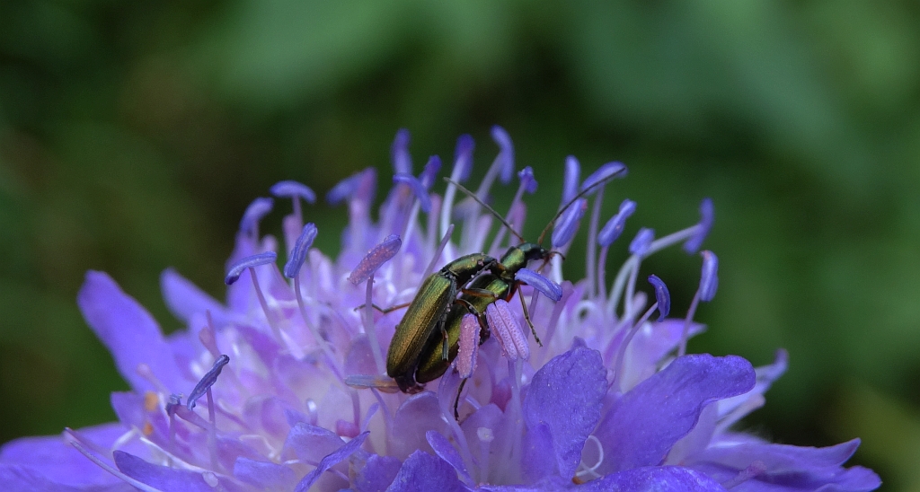 Zalęszczyca - Chrysanthia geniculata