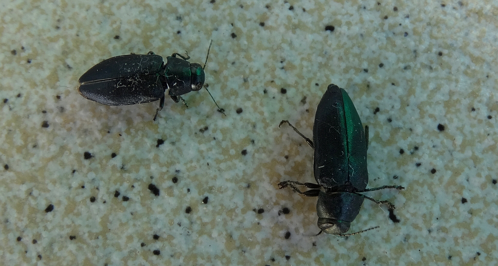 Przypłaszczek granatek (Phaenops cyanea)