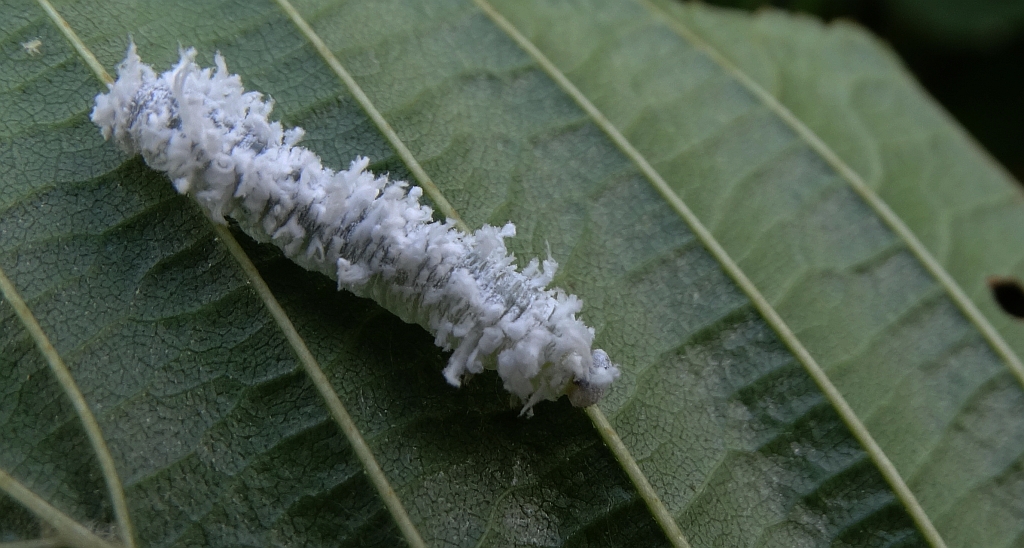 Olszanica dwubarwna (Eriocampa ovata)