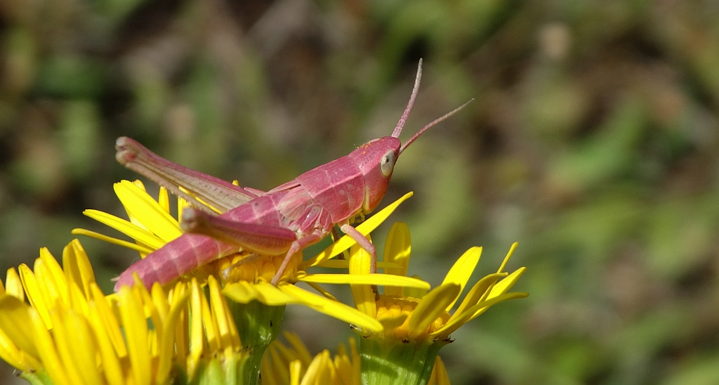 Konik pospolity (Chorthippus biguttulus)