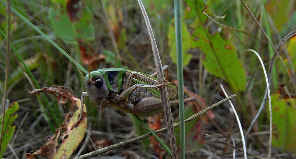 Łatczyn brodawnik (Decticus verrucivorus)