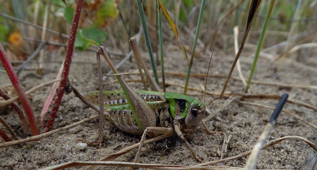 Łatczyn brodawnik (Decticus verrucivorus)