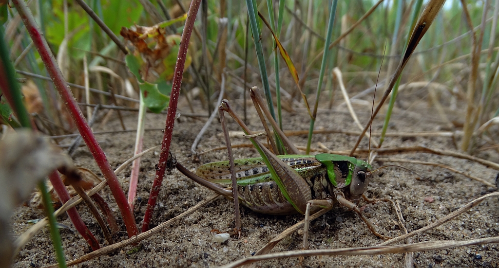 Łatczyn brodawnik (Decticus verrucivorus)