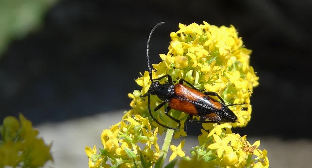 Strangalia przepasana (Stenurella bifasciata)