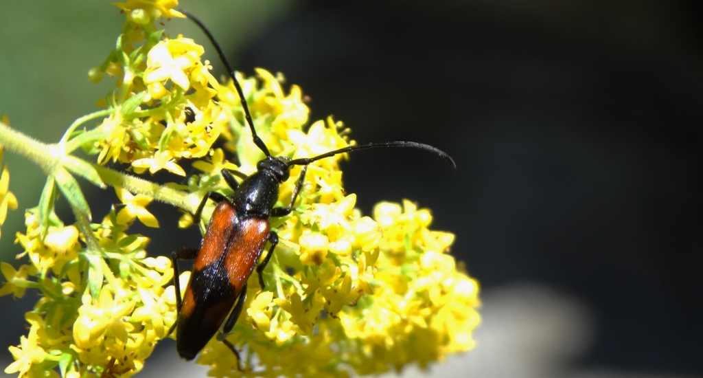 Strangalia przepasana (Stenurella bifasciata)