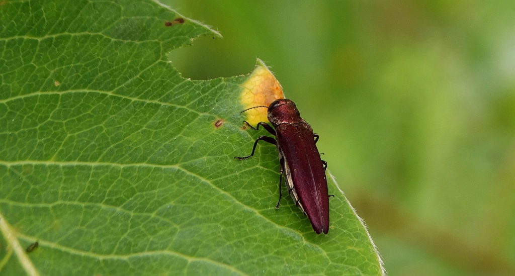 Bogatek - Agrilus sinuatus