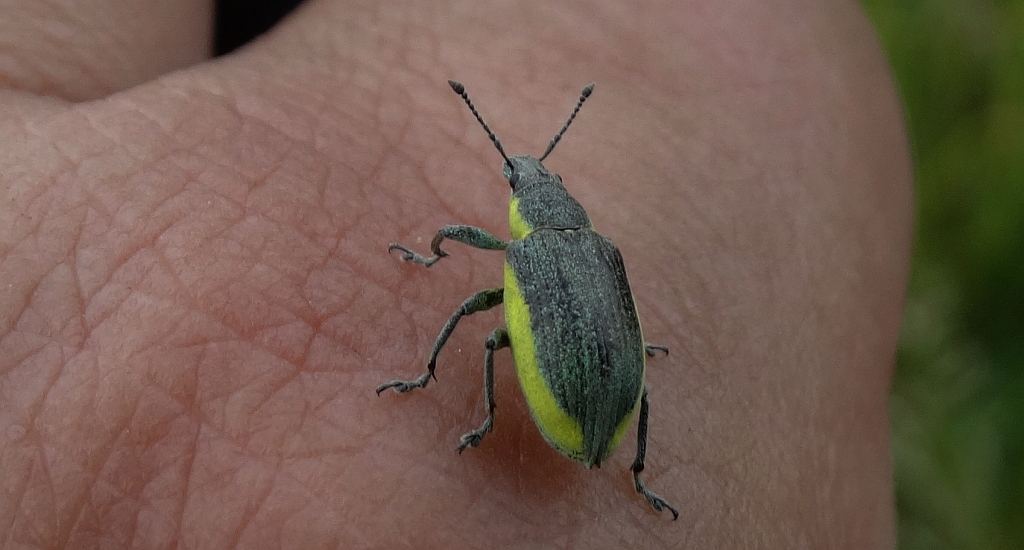 Zieleńczyk zielonawy (Chlorophanus viridis)