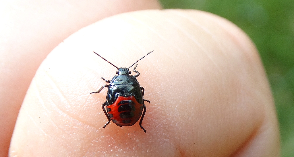 Zawadzik leśny (Troilus luridus)