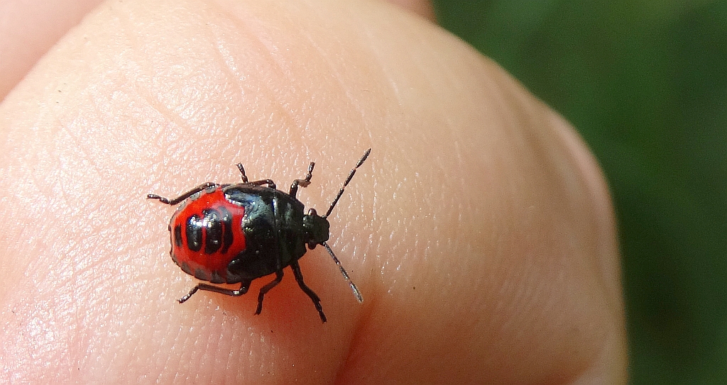 Zawadzik leśny (Troilus luridus)