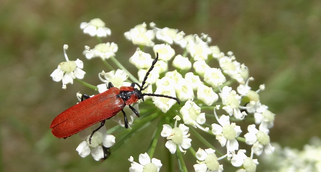 Karmazynek - Lygistopterus sanguineus