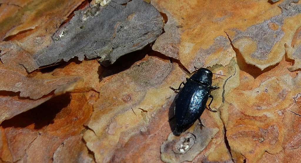 Przypłaszczek granatek (Phaenops cyanea)