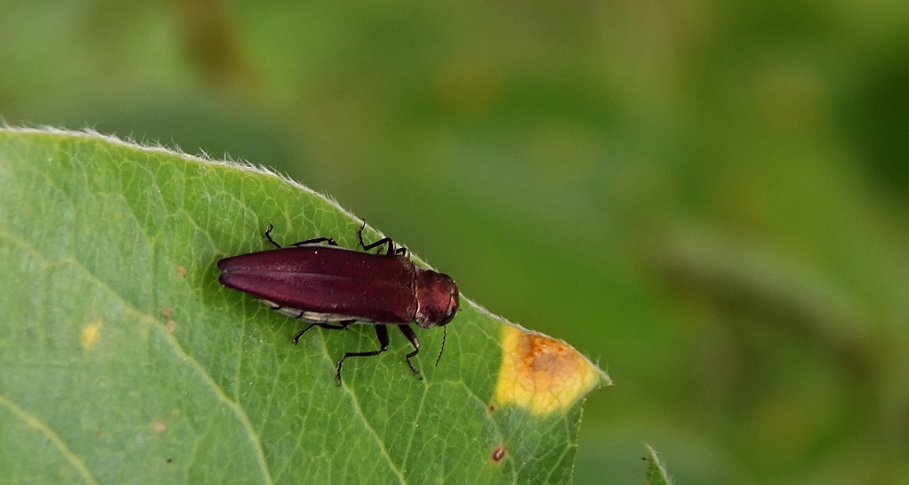 Bogatek - Agrilus sinuatus
