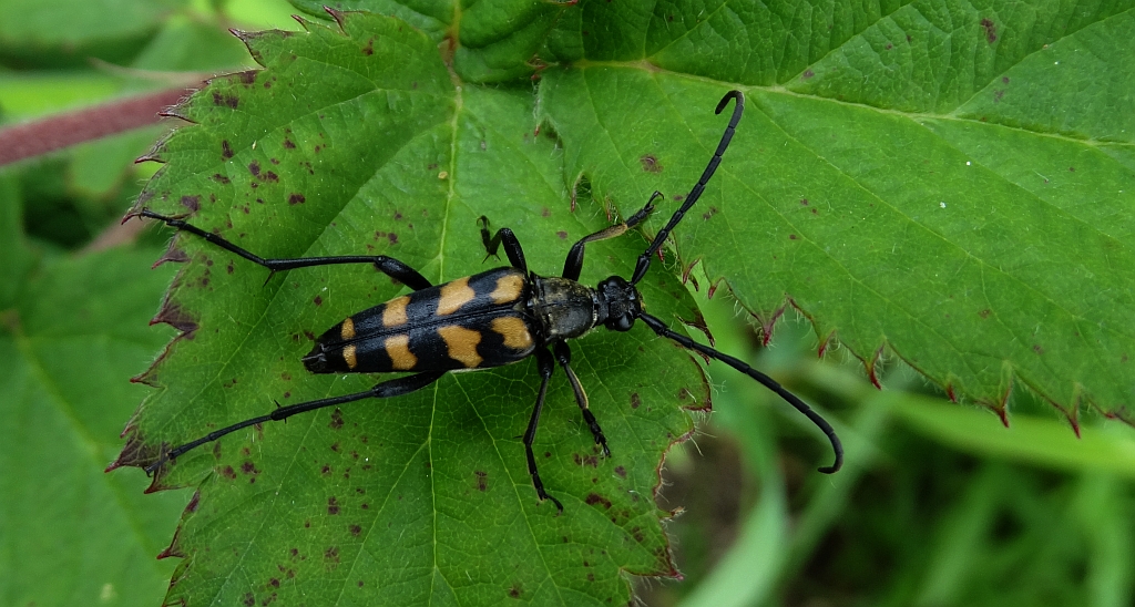 Baldurek pręgowany (Leptura quadrifasciata)