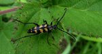 Baldurek pręgowany (Leptura quadrifasciata)