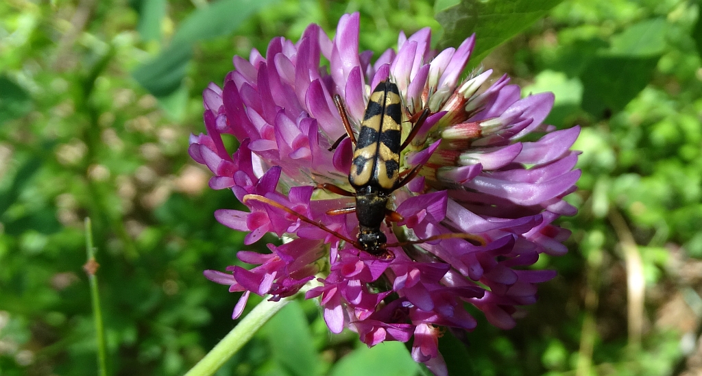Zmrosznik podobny (Leptura annularis)