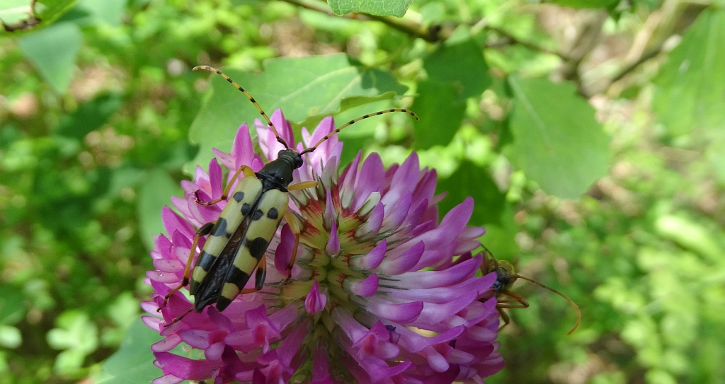 Baldurek pstrokaty, strangalia plamista, pętlak pstrokaty (Rutpela maculata)