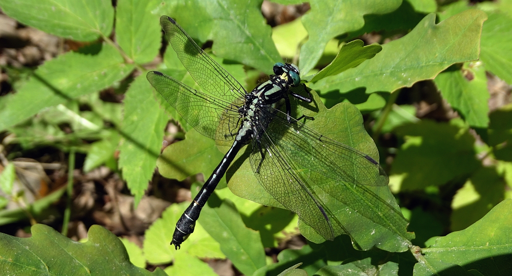 Gadziogłówka pospolita (Gomphus vulgatissimus)