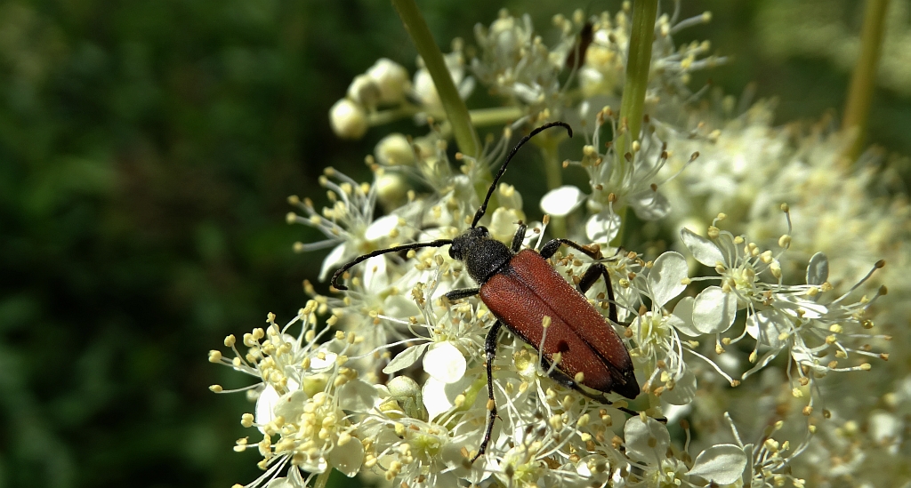 Zmorsznik kropkowany (Anastrangalia sanguinolenta)