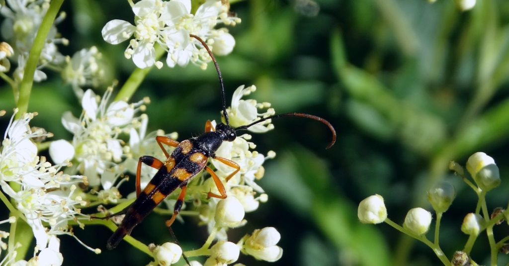 Strangalia wysmukła (Strangalia attenuata)