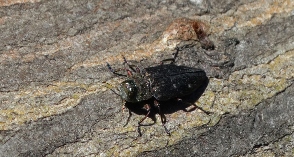 Zrąbień dębowiec (Chrysobothris affinis)
