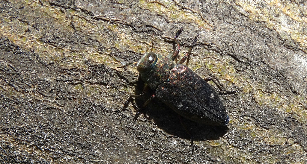 Zrąbień dębowiec (Chrysobothris affinis)