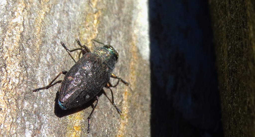 Zrąbień dębowiec (Chrysobothris affinis)