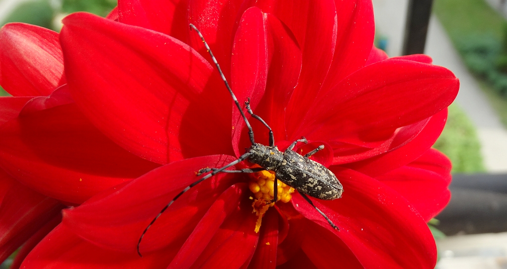 Żerdzianka krawiec (Monochamus sartor)