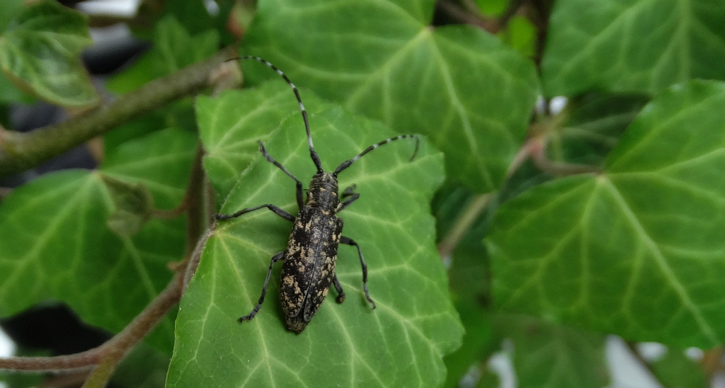Żerdzianka krawiec (Monochamus sartor)