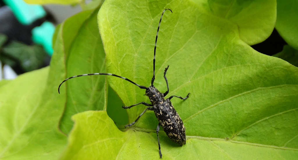 Żerdzianka krawiec (Monochamus sartor)