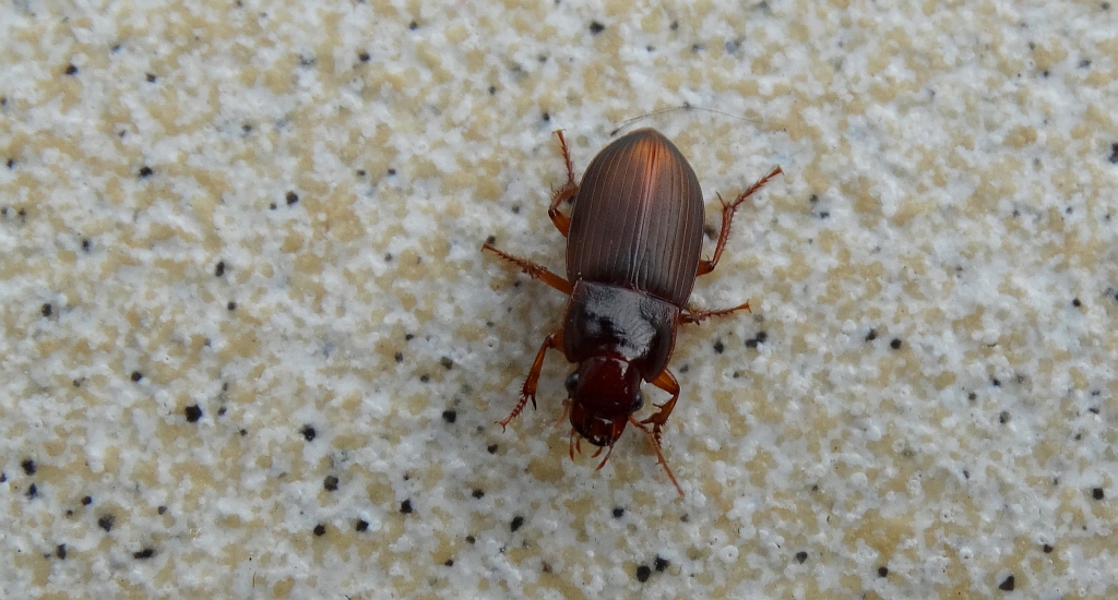 Skorobieżek - Amara aulica