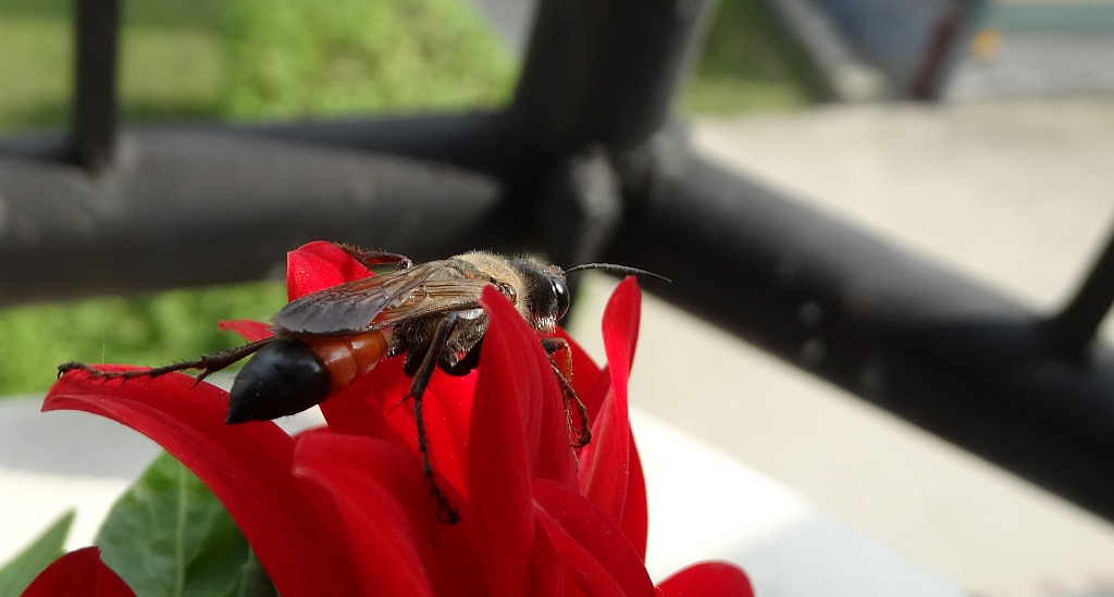 Nęk świerszczojad (Sphex maxillosus)