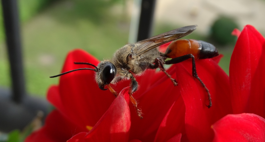 Nęk świerszczojad (Sphex maxillosus)