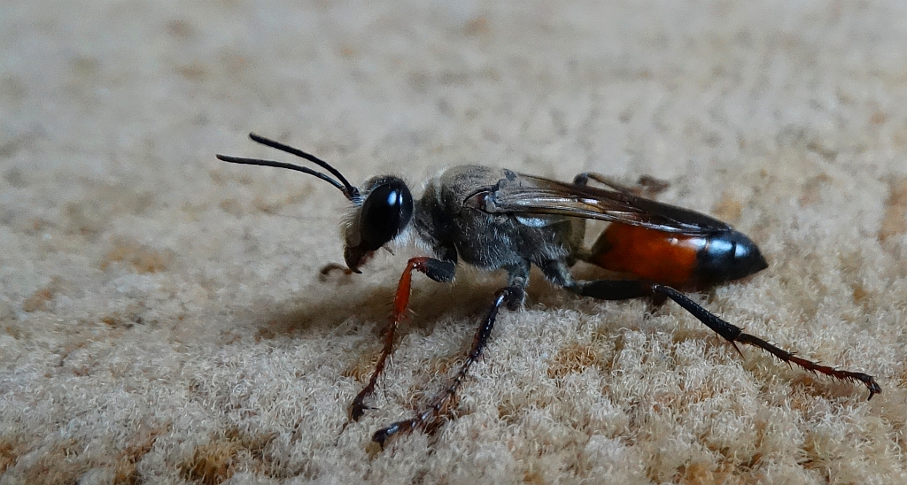 Nęk świerszczojad (Sphex maxillosus)